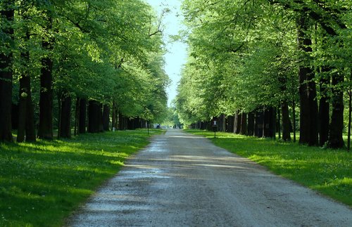 nature  tree  road