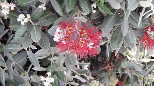 nature  flower  flora