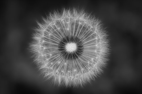 nature  dandelion  black and white
