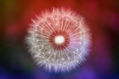 nature  dandelion  colorful