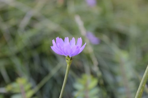 nature  plant  summer