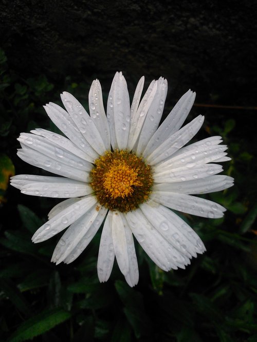 nature  plant  flower