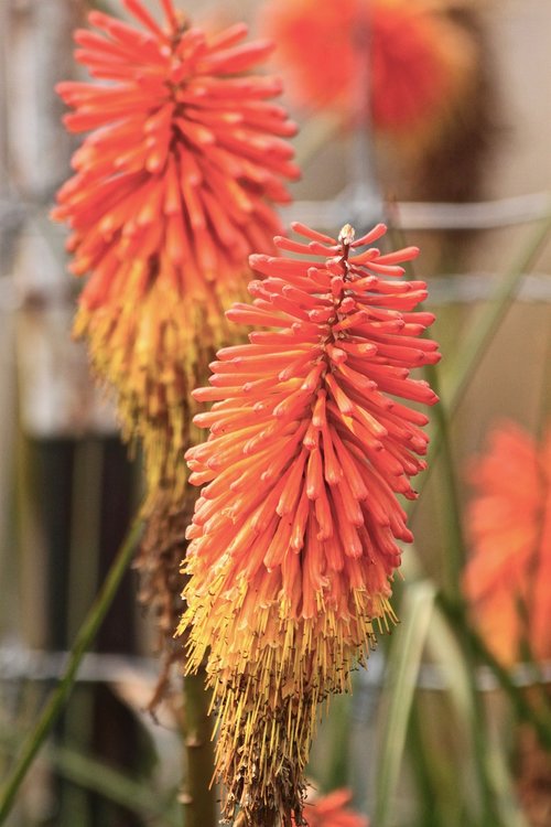 nature  flora  flower