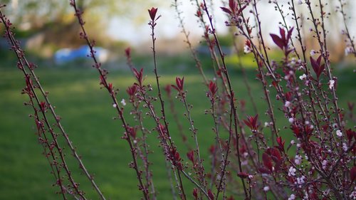 nature  flora  tree