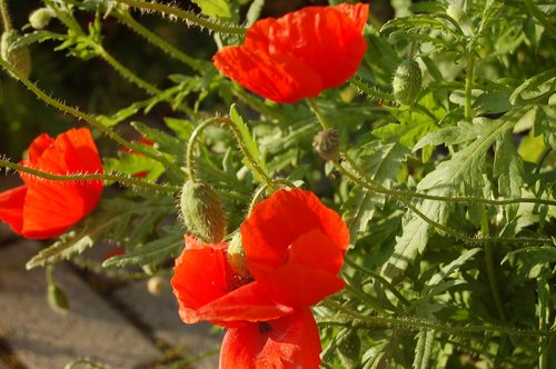 nature  flower  wildflowers