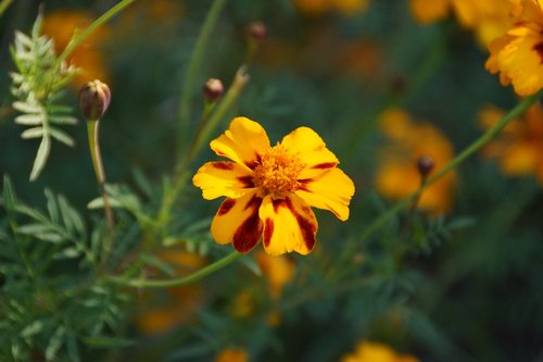 nature  flower  flora