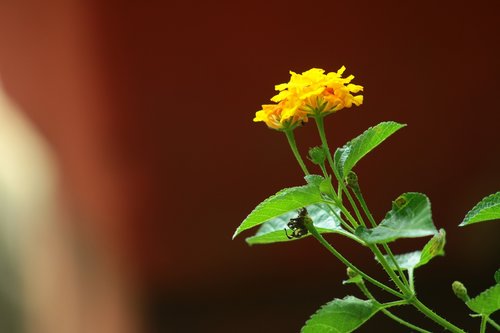 nature  flora  leaf