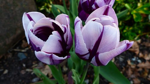 nature  flower  plant