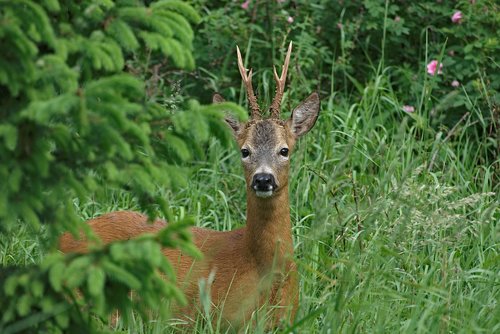 nature  animal  sarna