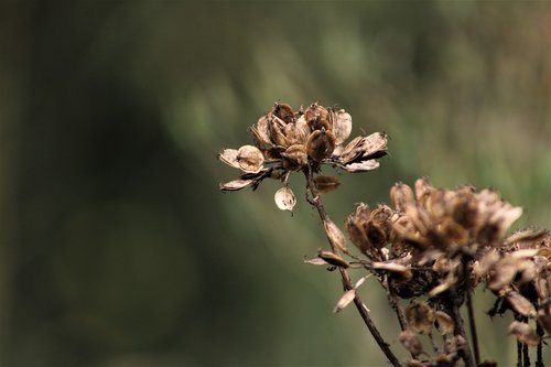 nature  flower  outdoors