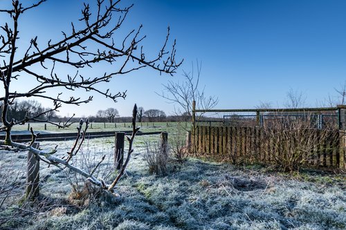 nature  tree  fence