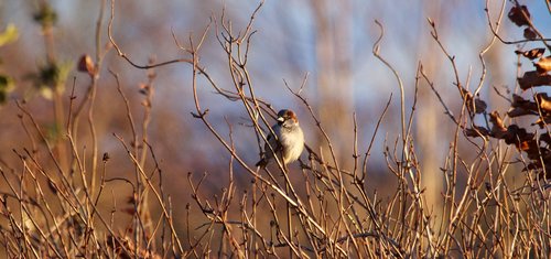 nature  outdoors  bird