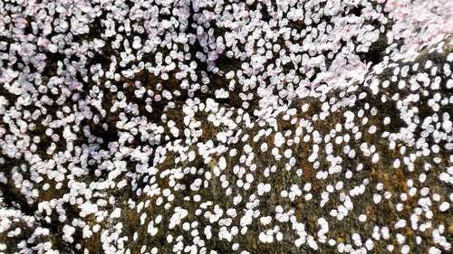 nature  cherry blossom  fallen shoes