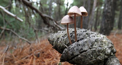 nature  wood  tree