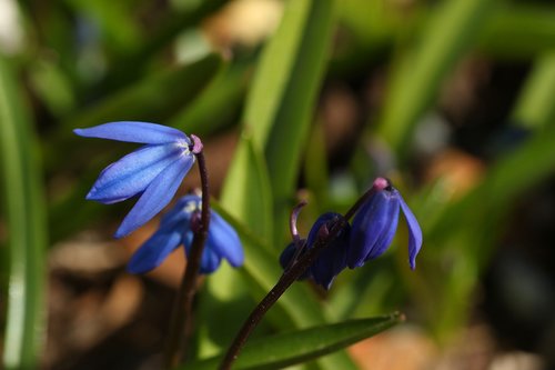 nature  flora  outdoors