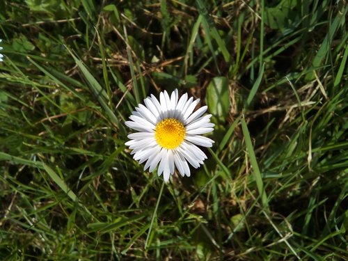 nature  grass  flora