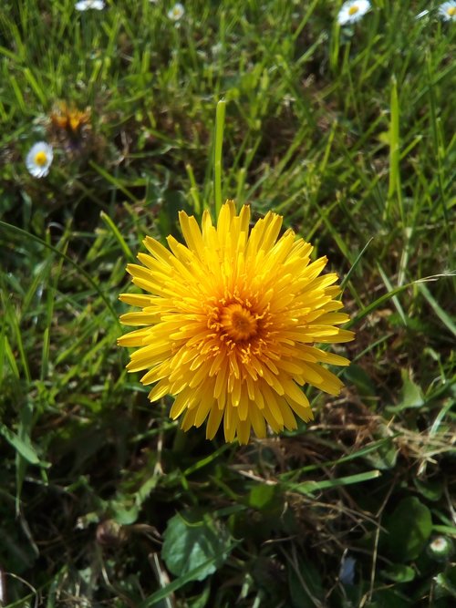 nature  flora  flower