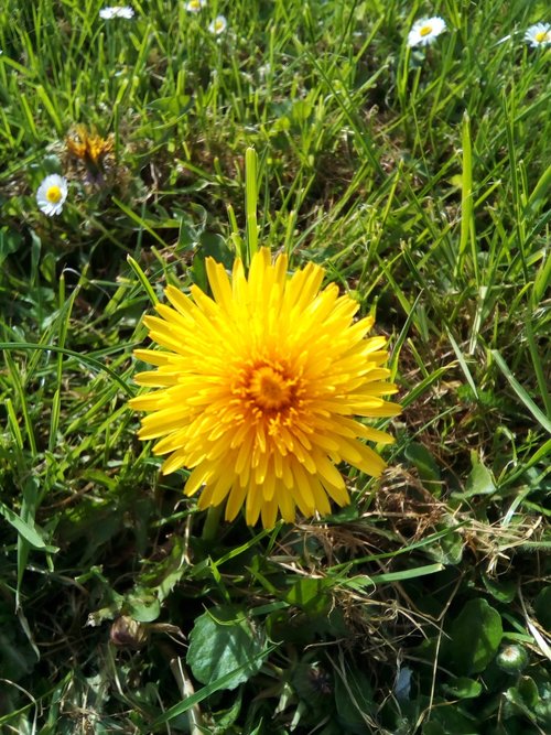 nature  flower  flora