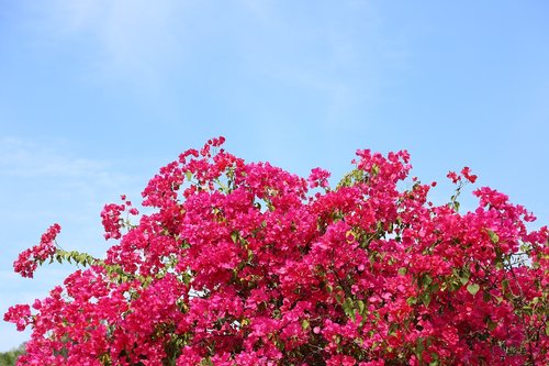 nature  flower  plant