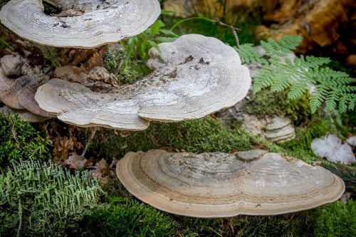 nature  wood  mushroom