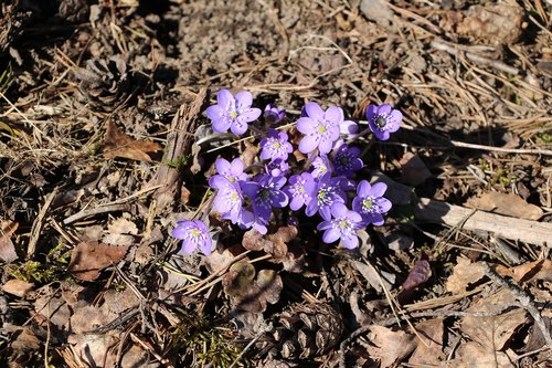 nature  plant  outdoors