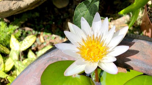 nature  plant  foliage