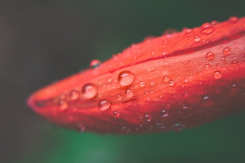 nature  macro  dew