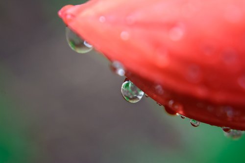 nature  macro  dew