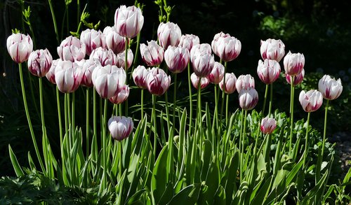 nature  garden  flowers