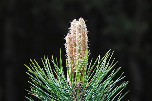 nature  shoots of pine  needle