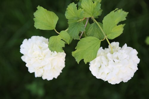 nature  flower  plant