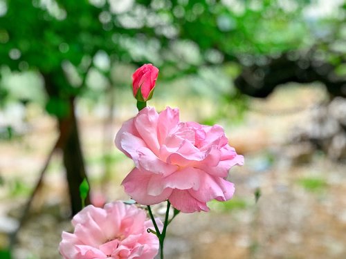 nature  flower  plant