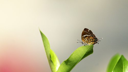 nature  flora  leaf