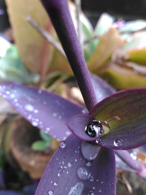 nature  flower  flora