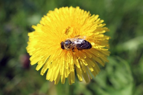 nature  flower  insect