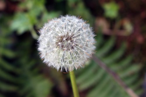 nature  plant  flower