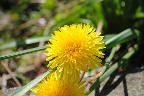 nature  plant  flower