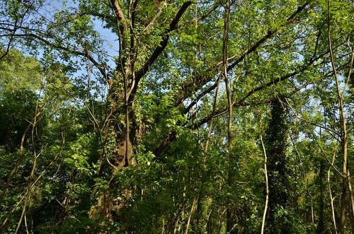 nature  wood  tree