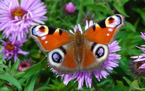 nature  flower  garden