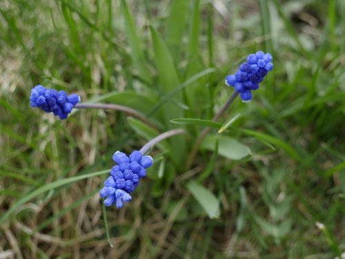 nature  plant  summer