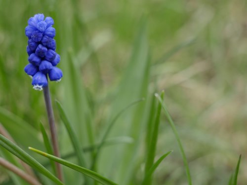 nature  plant  grass