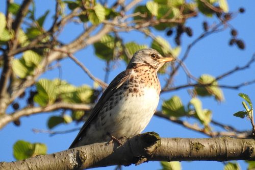 nature  at the court of  birds