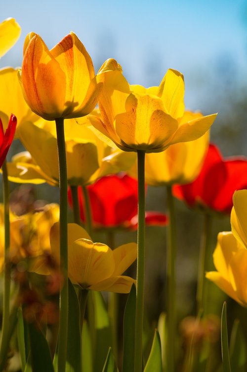 nature  tulip  flower