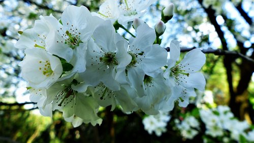 nature  plant  flower