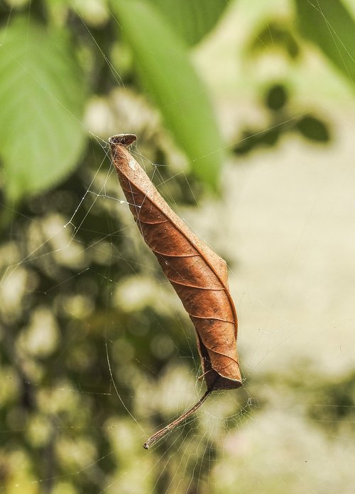 nature  insect  leaf