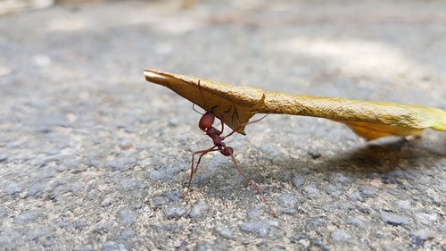 nature  ant