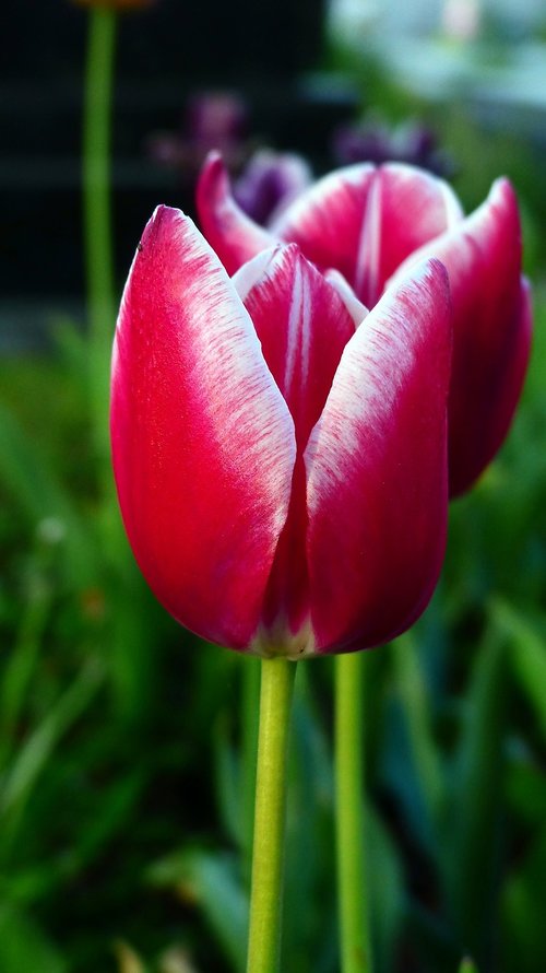 nature  flower  tulip