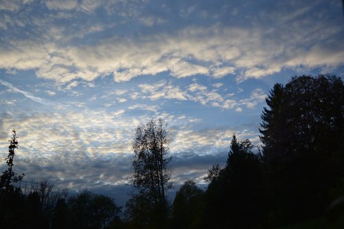 nature  tree  sky