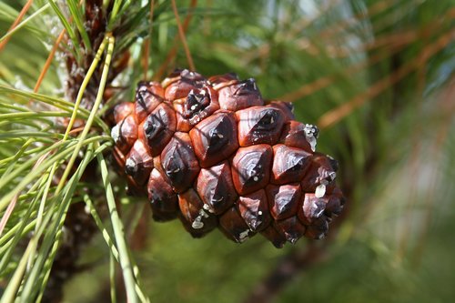 nature  season  branch