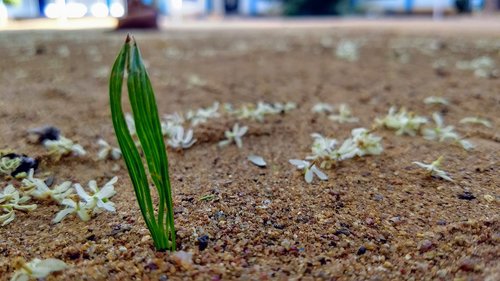 nature  soil  outdoors